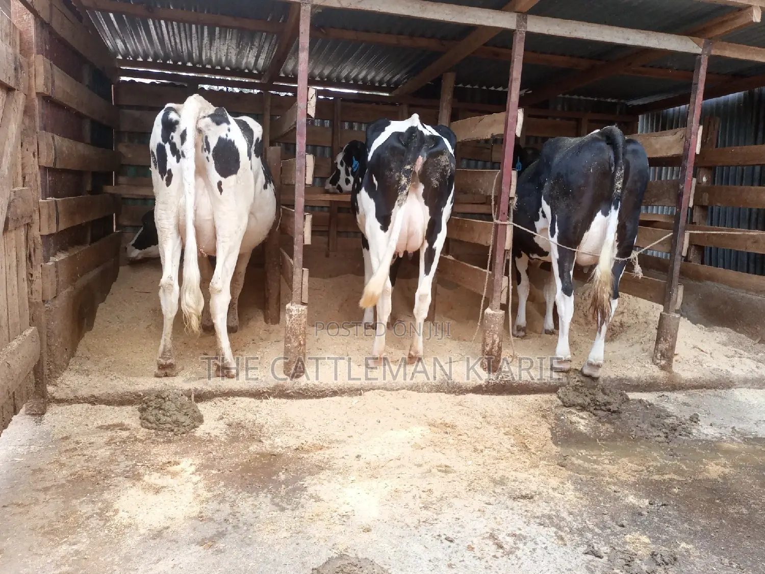 Dairy Cows for Sale