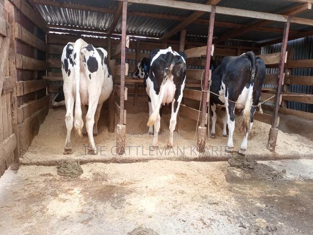 Dairy Cows for Sale - thumbnail 12