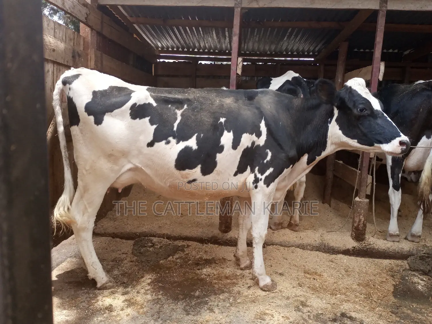 Dairy Cows for Sale