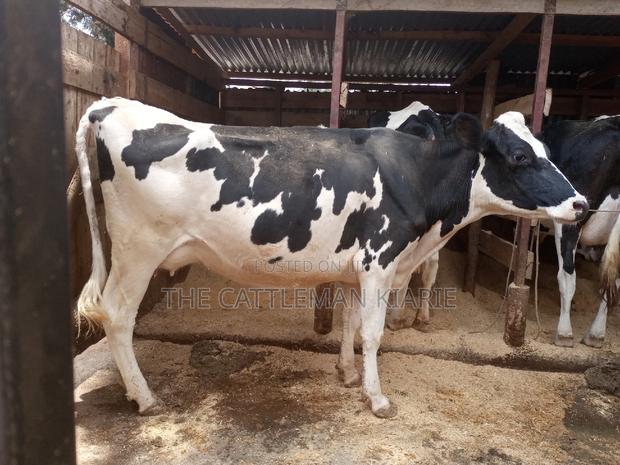 Dairy Cows for Sale - thumbnail 13