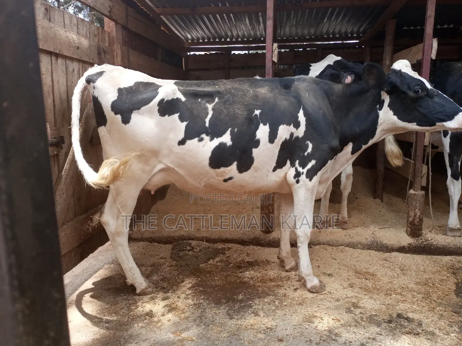 Dairy Cows for Sale