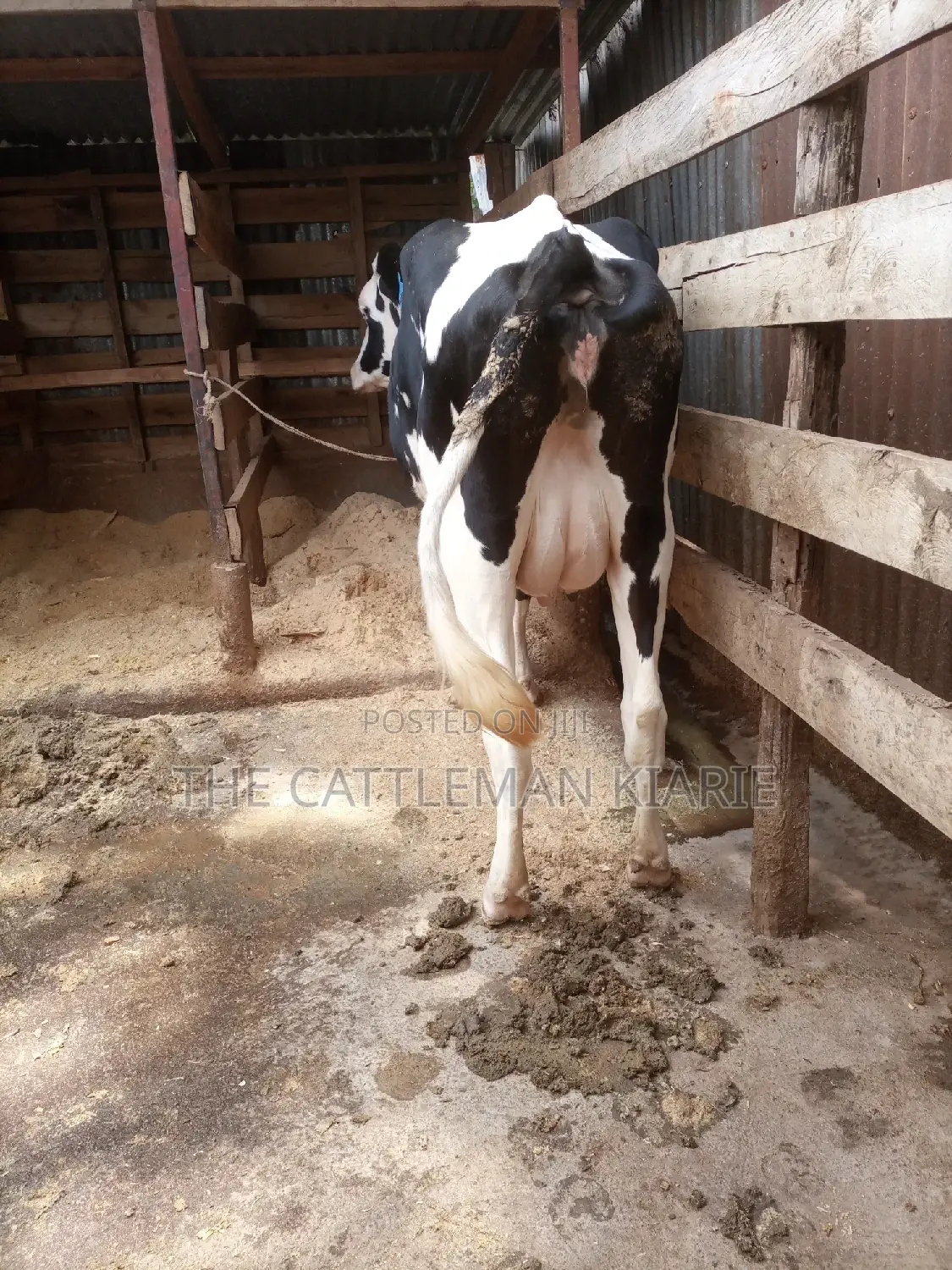 Dairy Cows for Sale