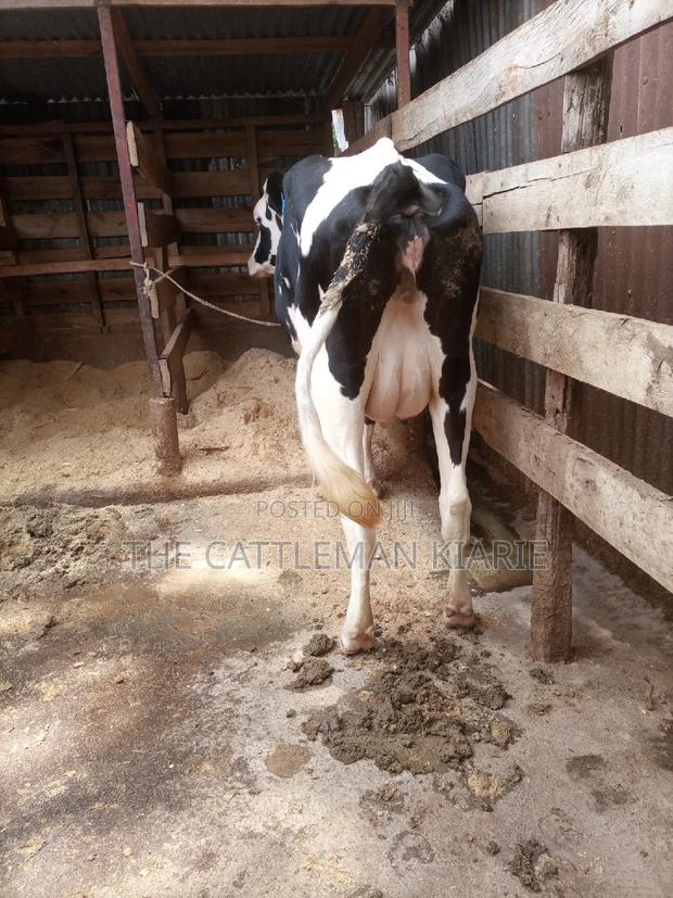 Dairy Cows for Sale - thumbnail 15