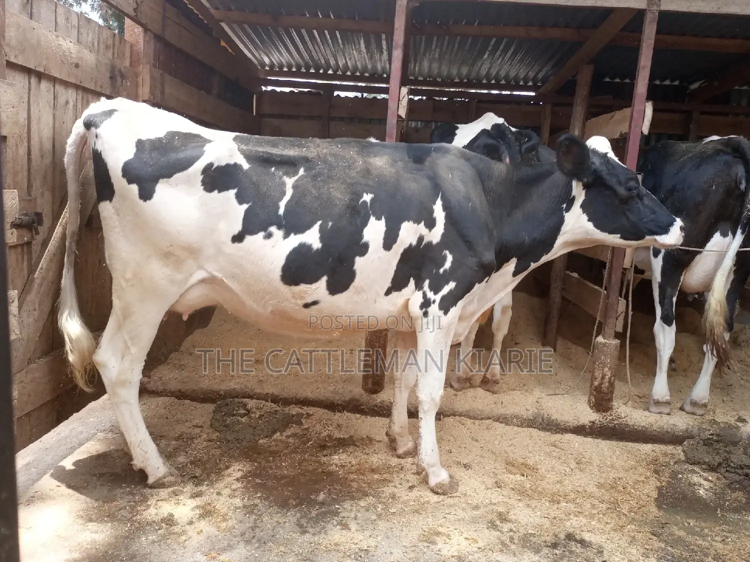 Dairy Cows for Sale