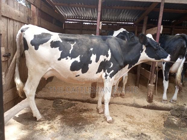 Dairy Cows for Sale - thumbnail 16