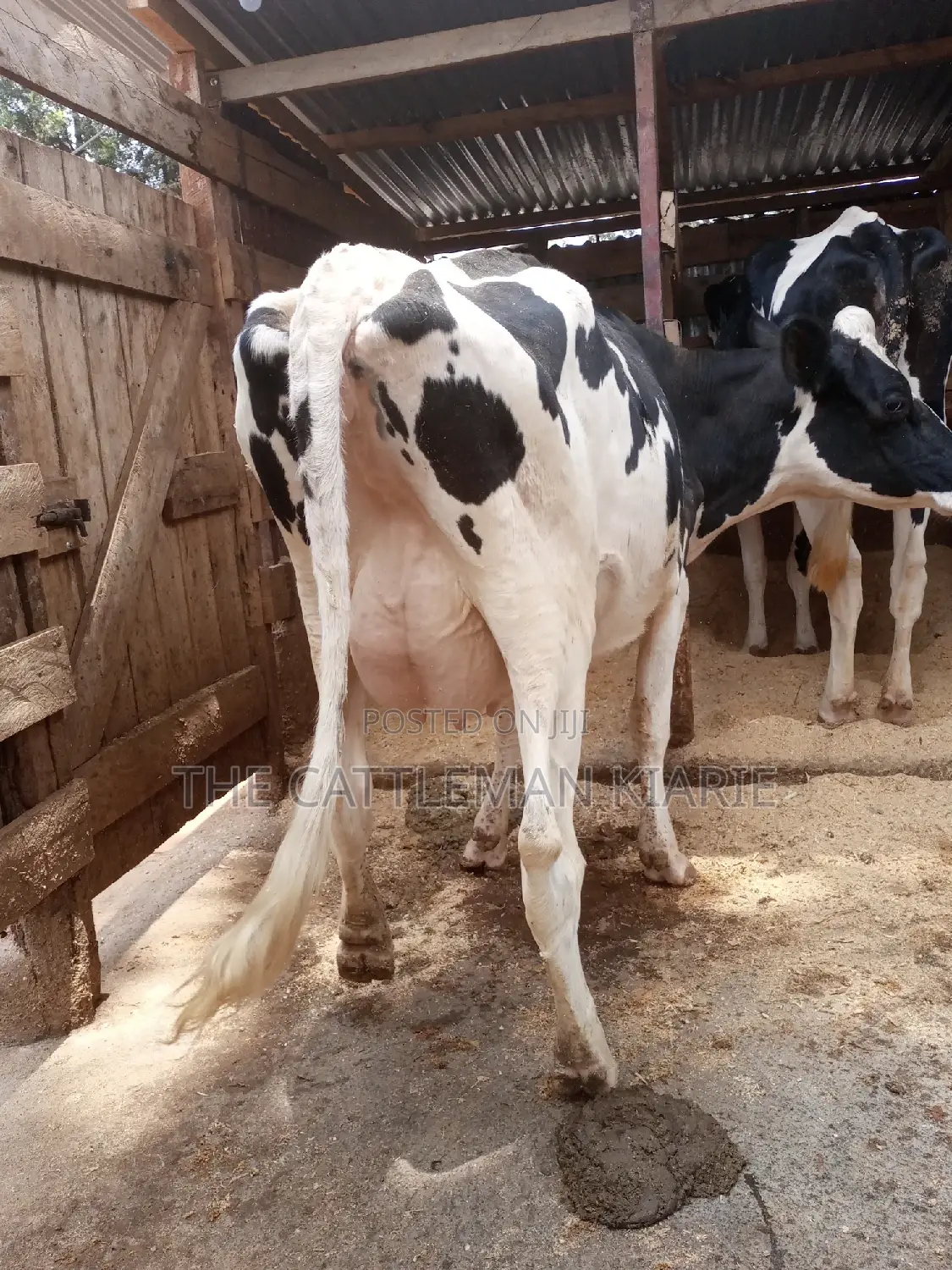 Dairy Cows for Sale