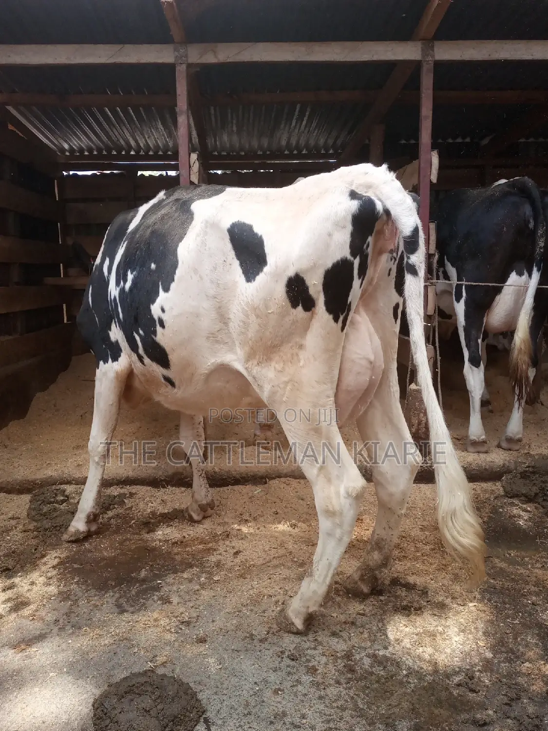 Dairy Cows for Sale