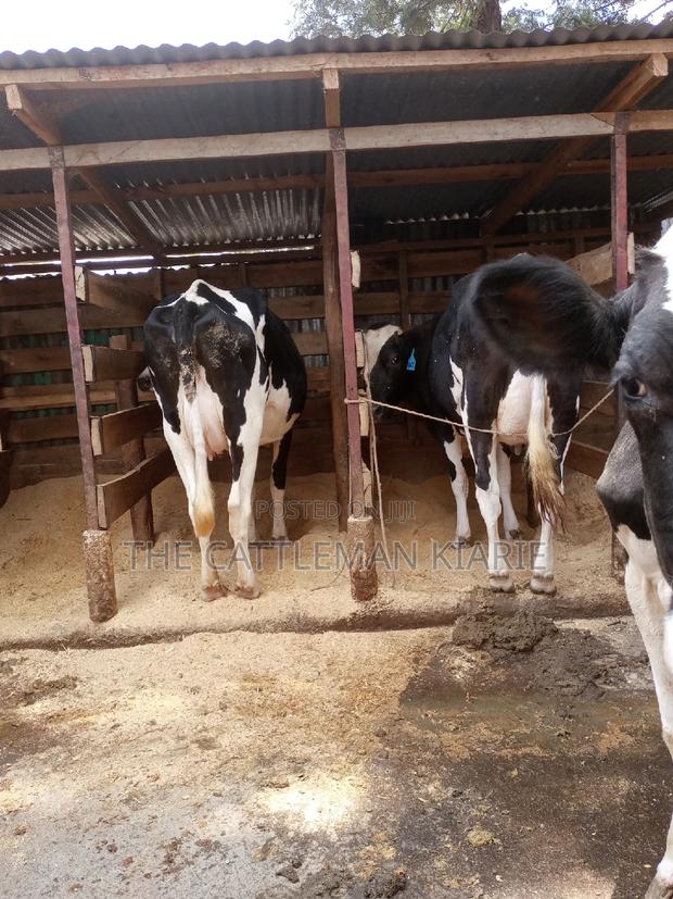 Dairy Cows for Sale - thumbnail 19