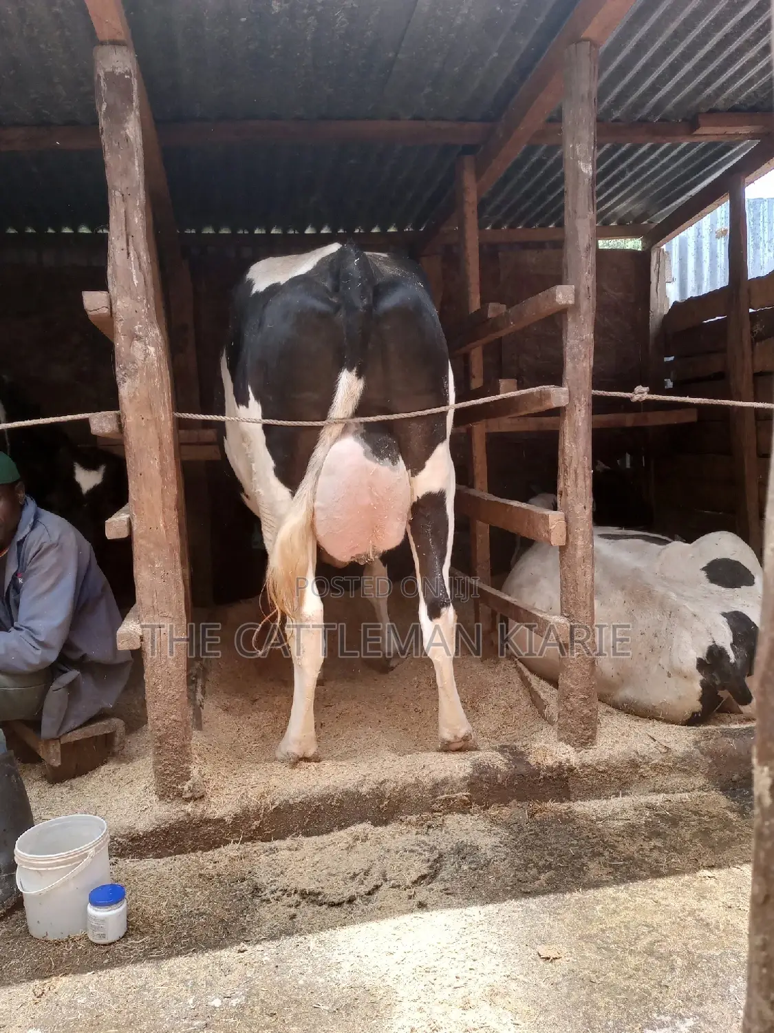 Dairy Cows for Sale