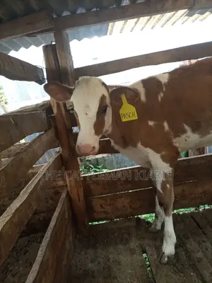 Ayrshire Pedigree Calfs
