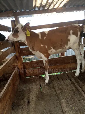 Ayrshire Pedigree Calfs