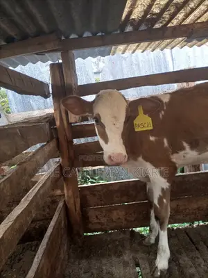 Ayrshire Pedigree Calfs