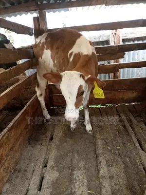 Ayrshire Pedigree Calfs