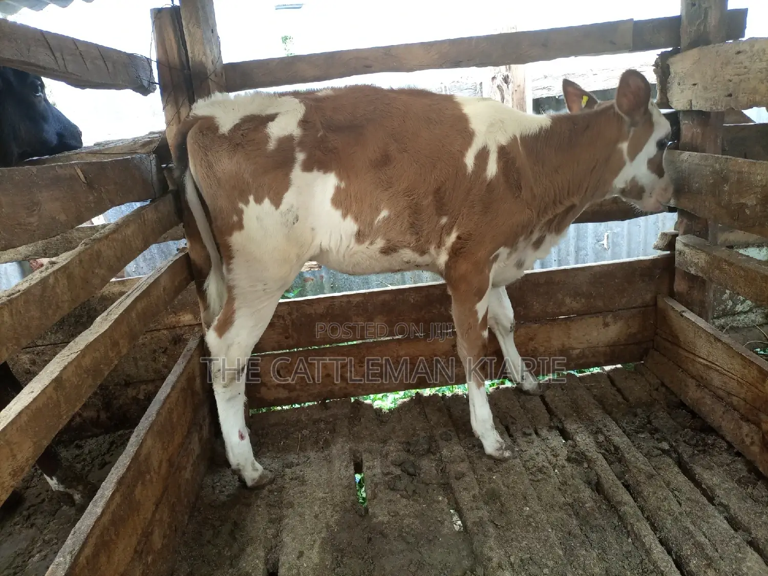 Ayrshire Pedigree Calfs