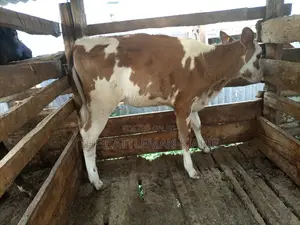 Ayrshire Pedigree Calfs