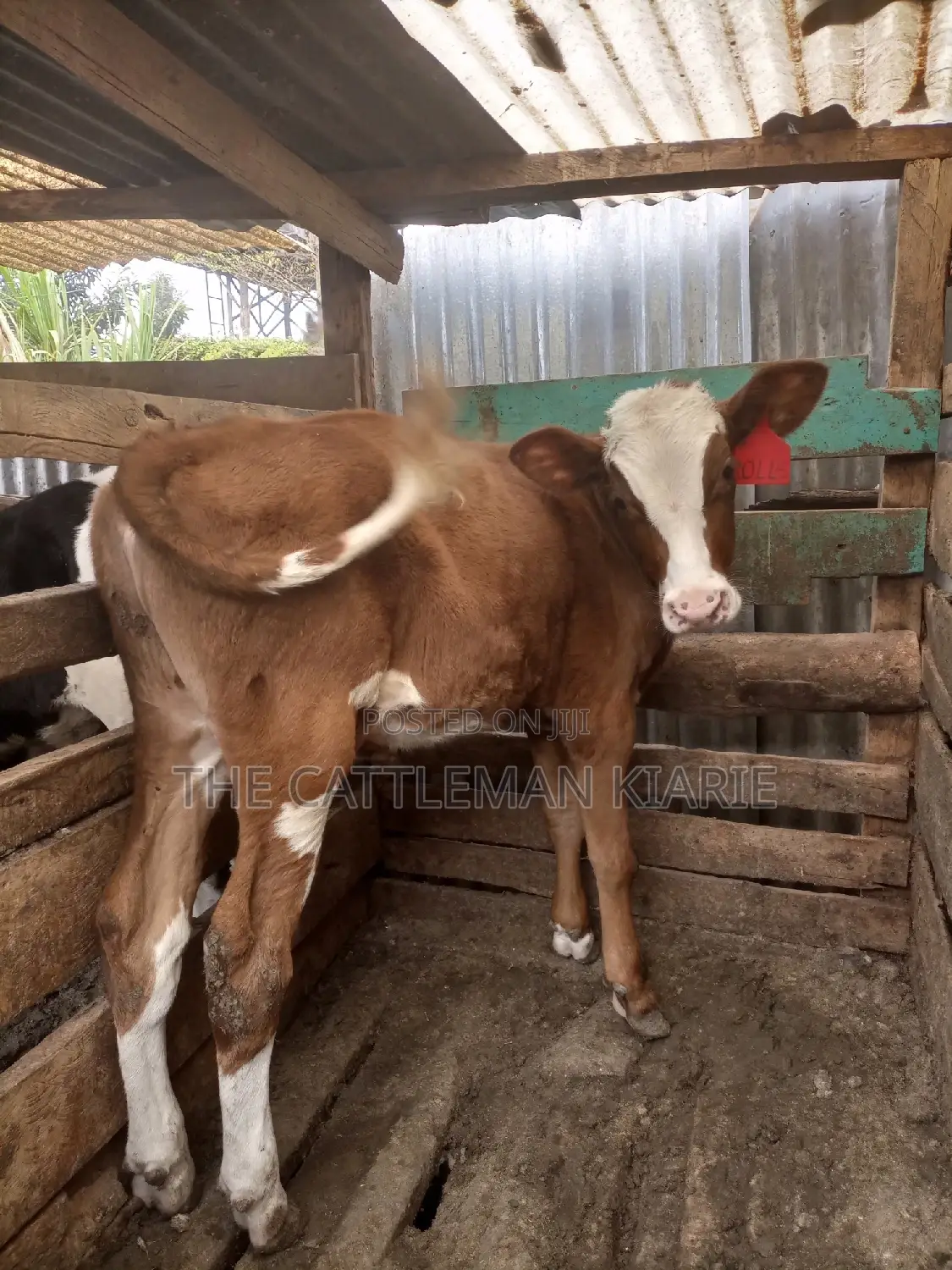 Ayrshire Pedigree Calfs