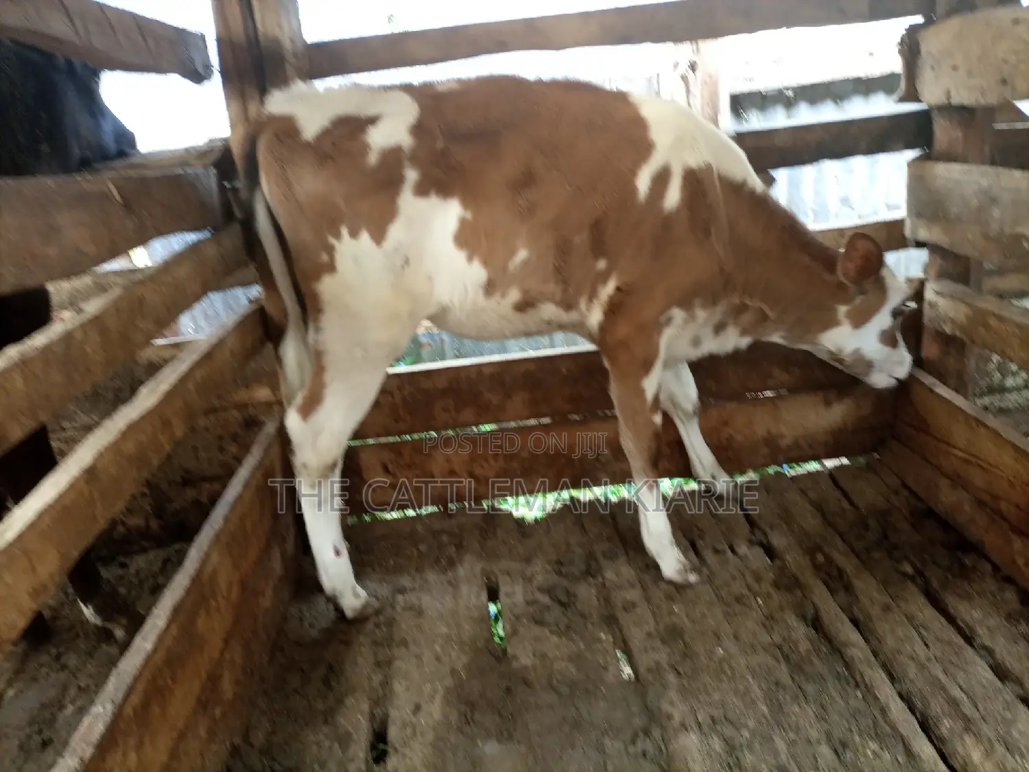 Ayrshire Pedigree Calfs