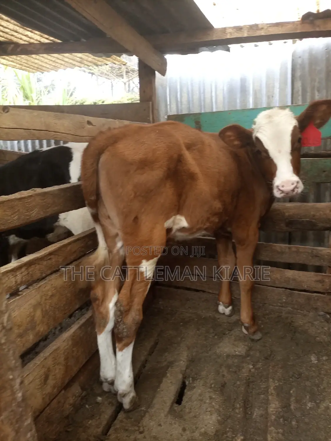 Ayrshire Pedigree Calfs
