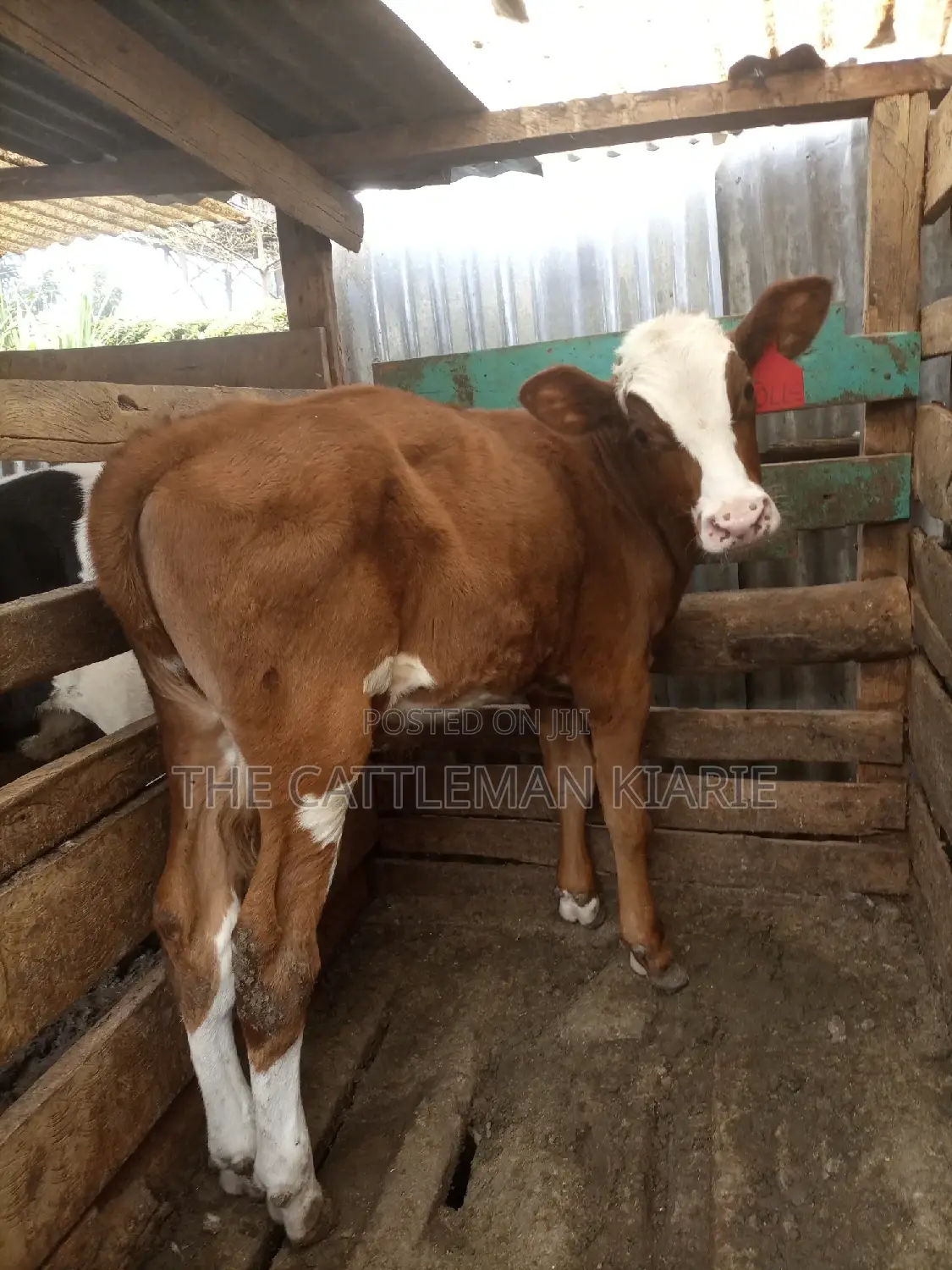 Ayrshire Pedigree Calfs