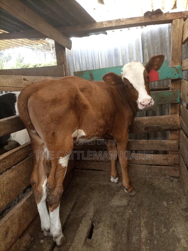 Ayrshire Pedigree Calfs - thumbnail 10