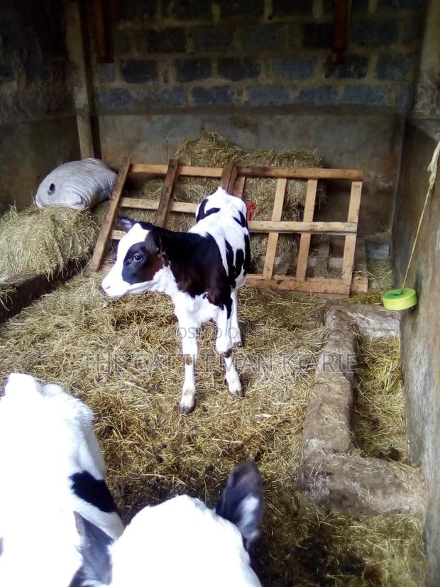 Pedigree Heifer Calfs - thumbnail 5