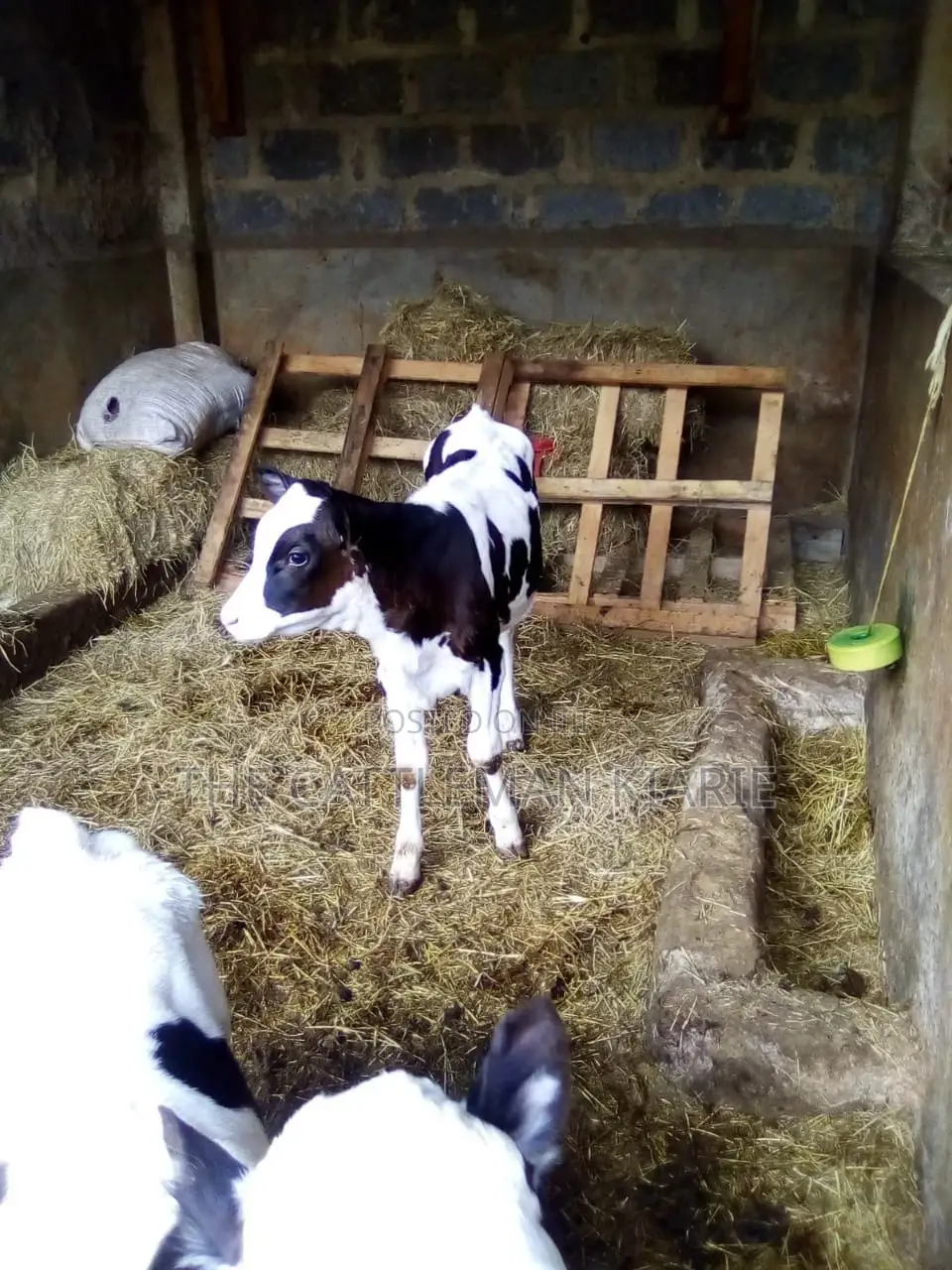 Pedigree Heifer Calfs