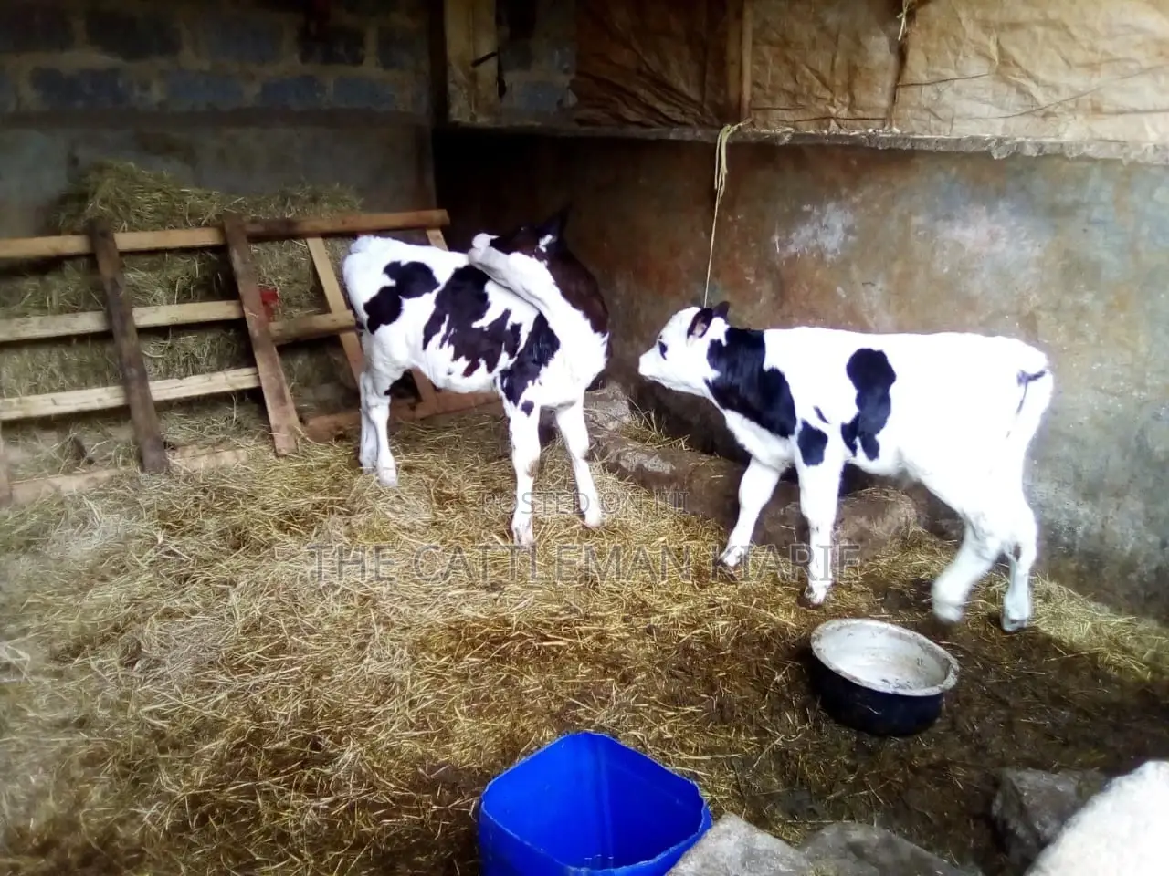 Pedigree Heifer Calfs