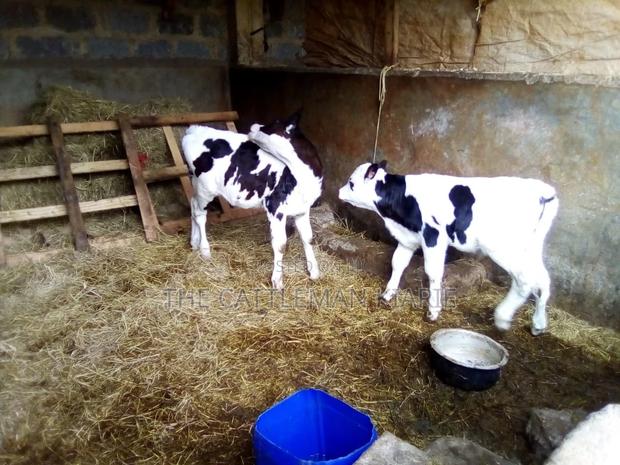 Pedigree Heifer Calfs - thumbnail 6