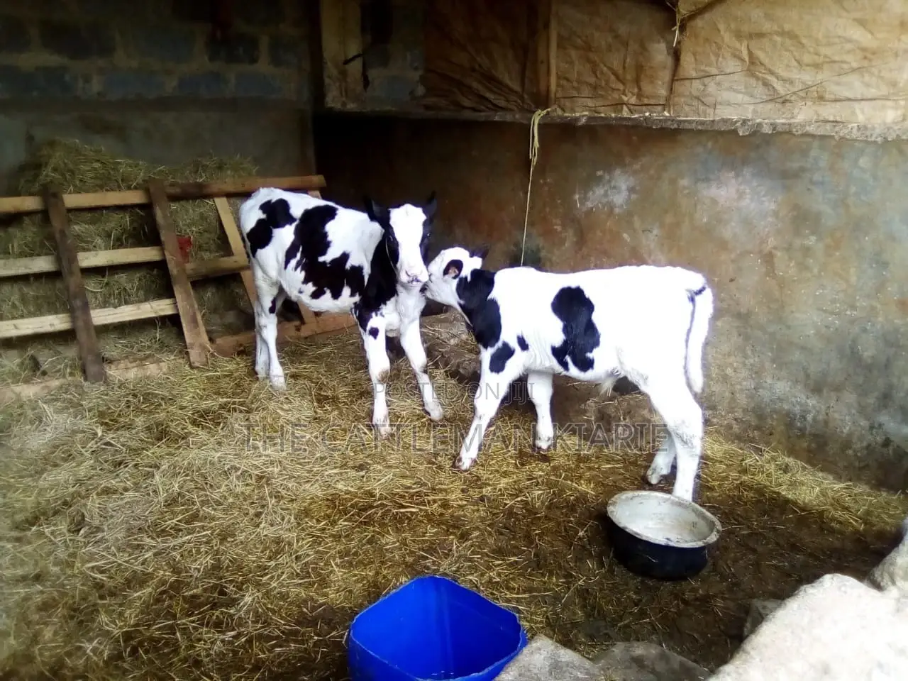 Pedigree Heifer Calfs