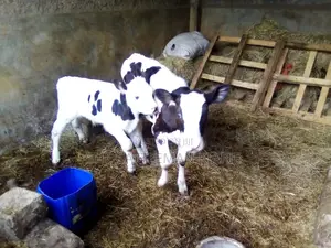 Pedigree Heifer Calfs