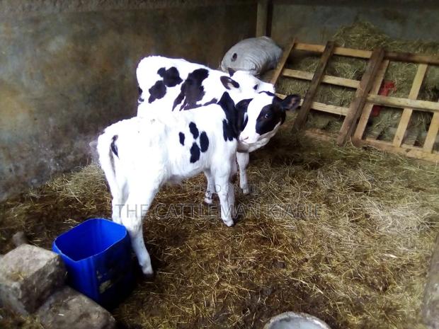 Pedigree Heifer Calfs - main view