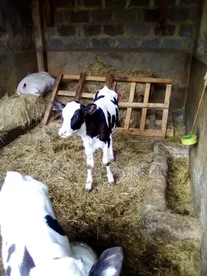 Pedigree Heifer Calfs