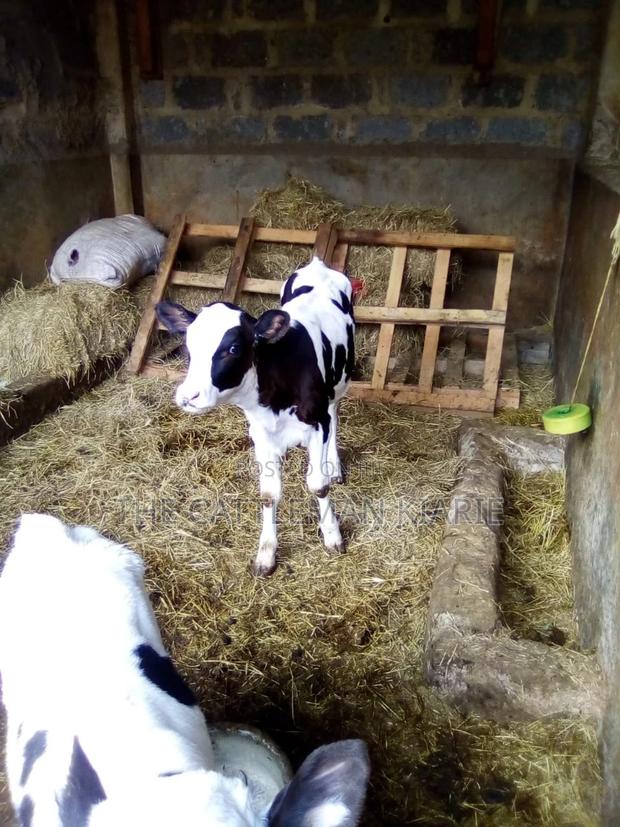 Pedigree Heifer Calfs - thumbnail 3