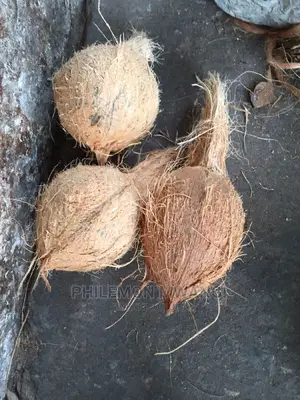 Coconuts for Sale