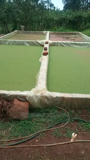 Azolla / Lemna Minor and Duck Weed High Protein Feed