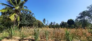 50/100 Plots on Sale at Mtwapa Behind Kari.