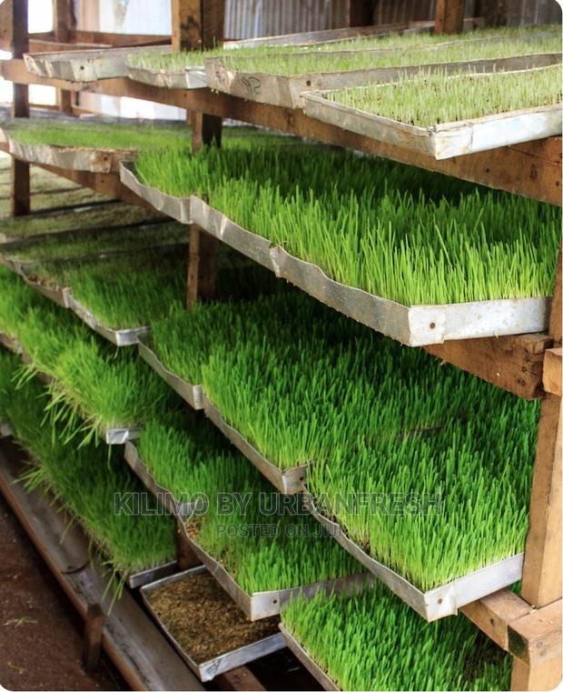 Hydroponic Fodder Production Unit Setup - main view