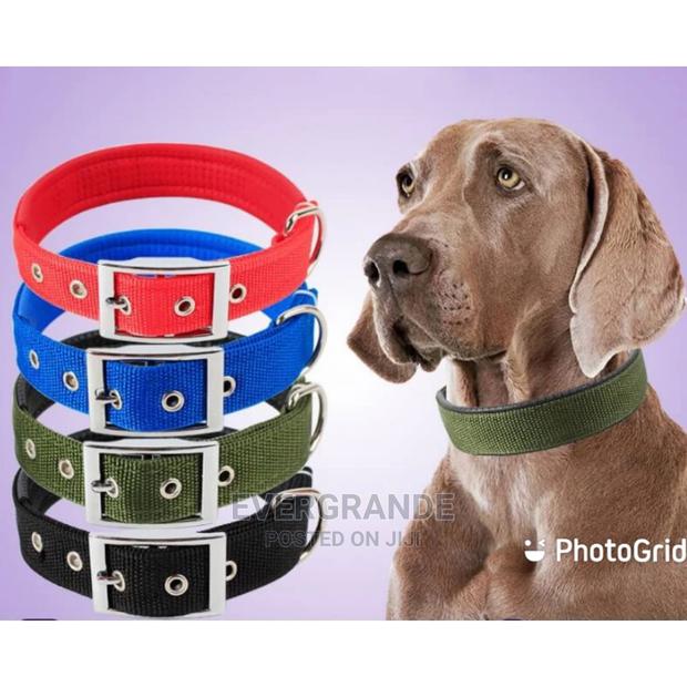 Brand New Dog Collar - main view