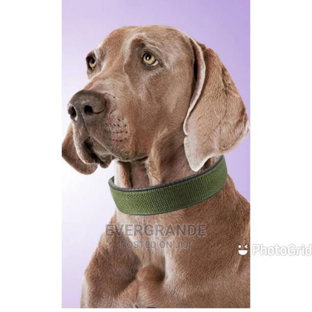 All Colours Dog Collar - main view