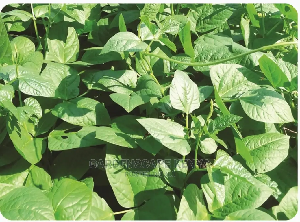 Kunde Mboga-Cowpeas