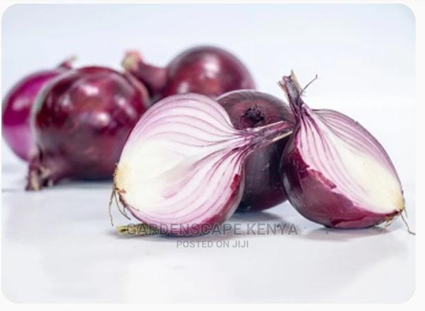 Red Creole Onion Seeds - main view