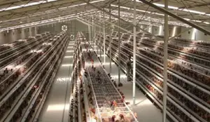 Improvised Egg Production Point of Sale System (Pos)