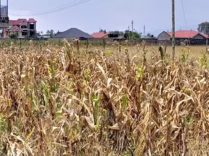 Plots for Sale in Pipeline