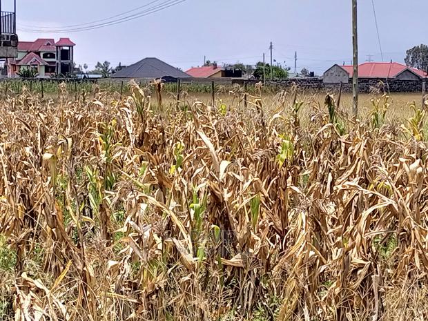 Plots for Sale in Pipeline