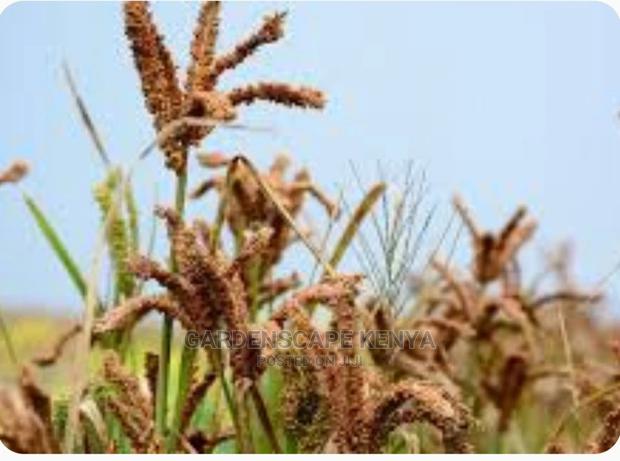 Finger Millet Seeds Per Kg - main view