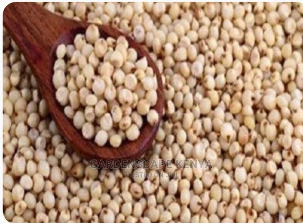 Gadam Sorghum Seeds Per Kg - main view