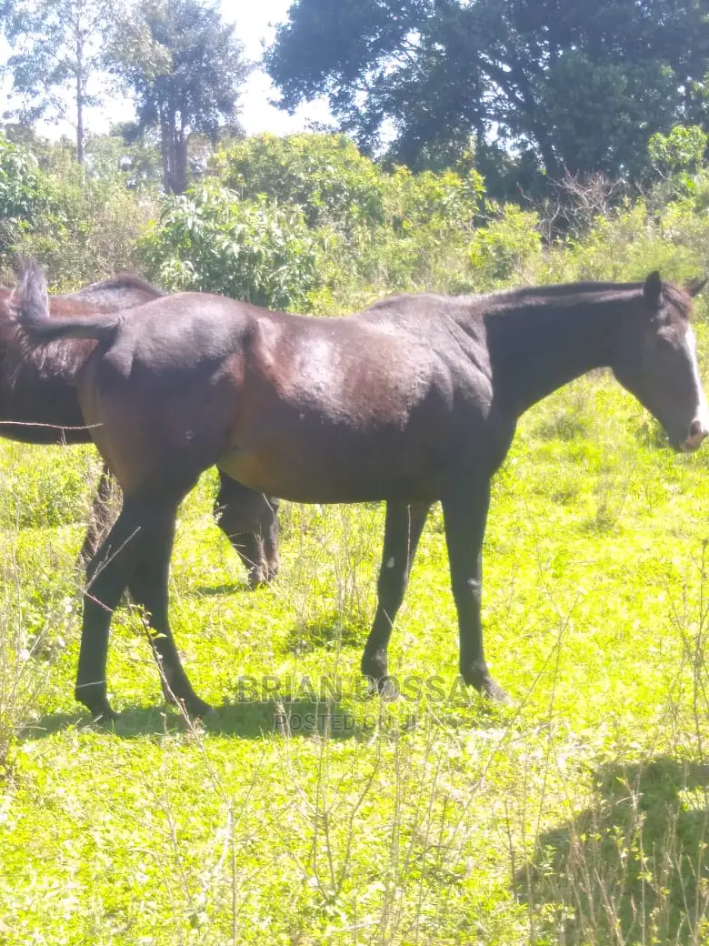 Horses And Ponies For Sale