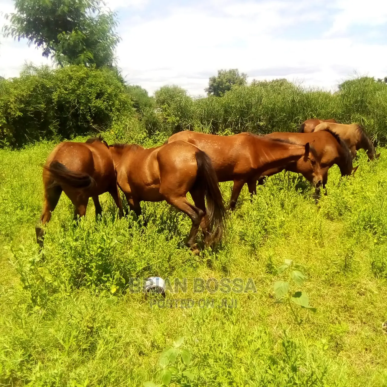 Horses And Ponies For Sale