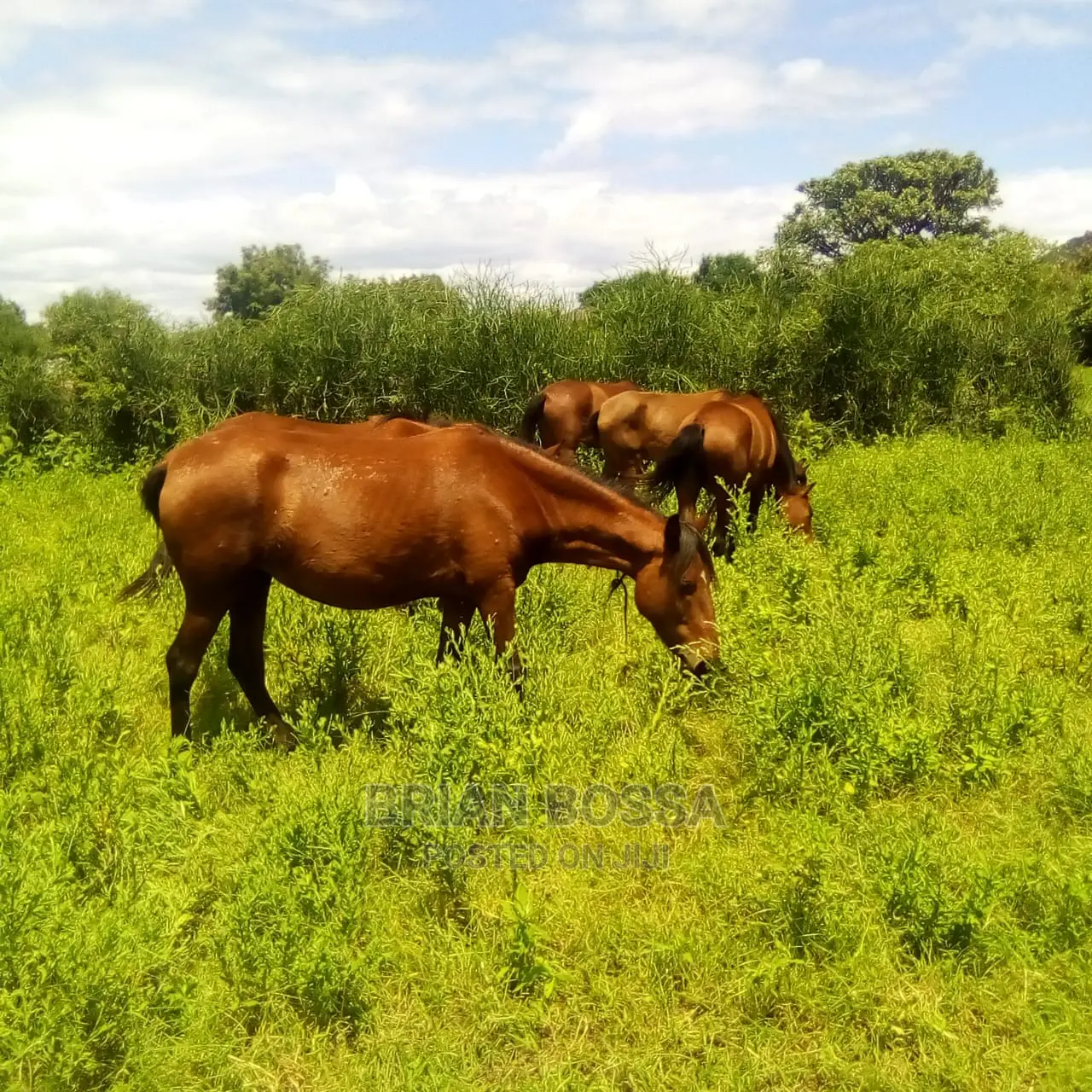 Horses And Ponies For Sale