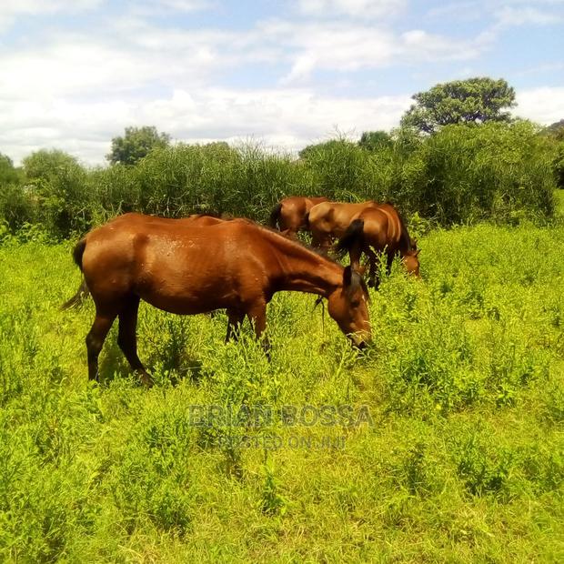 Horses And Ponies For Sale - thumbnail 7